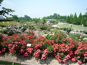 小牧市総合公園 市民四季の森
