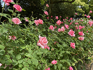 稲沢公園
