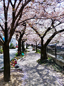 大江川河畔の桜
