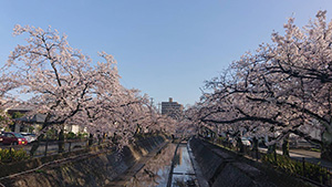 大江川河畔の桜